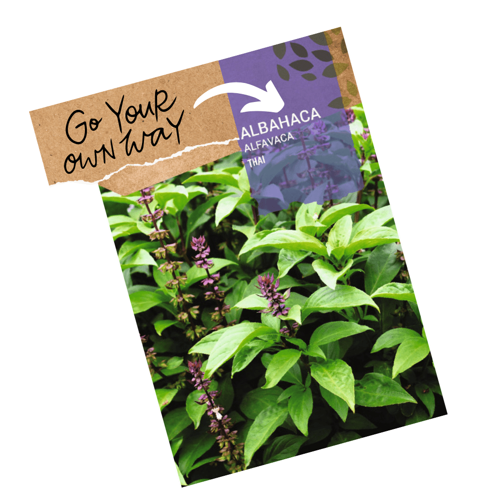 holy thai basil seeds in pakistan