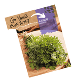 Common wormwood Herb Seeds