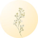 Grow stunning white flowers for landscaping, pots, and flower beds.