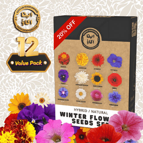 Winter Flower Seeds Set – 12 Value Packs