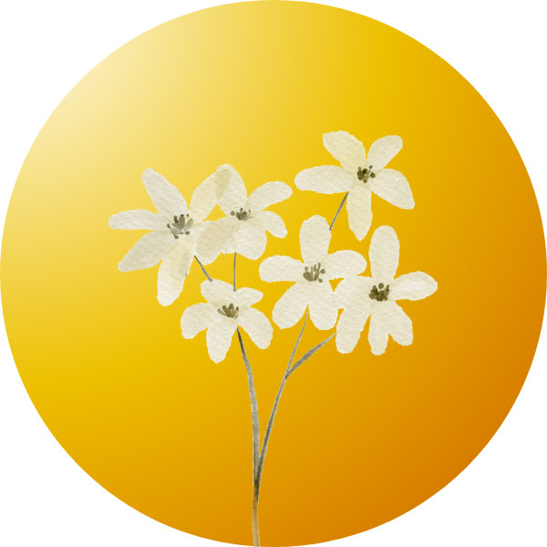 Yellow flower seeds – Grow bright, cheerful blooms at home.