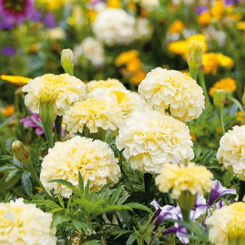 African Marigold Flower Seeds – Moonlight