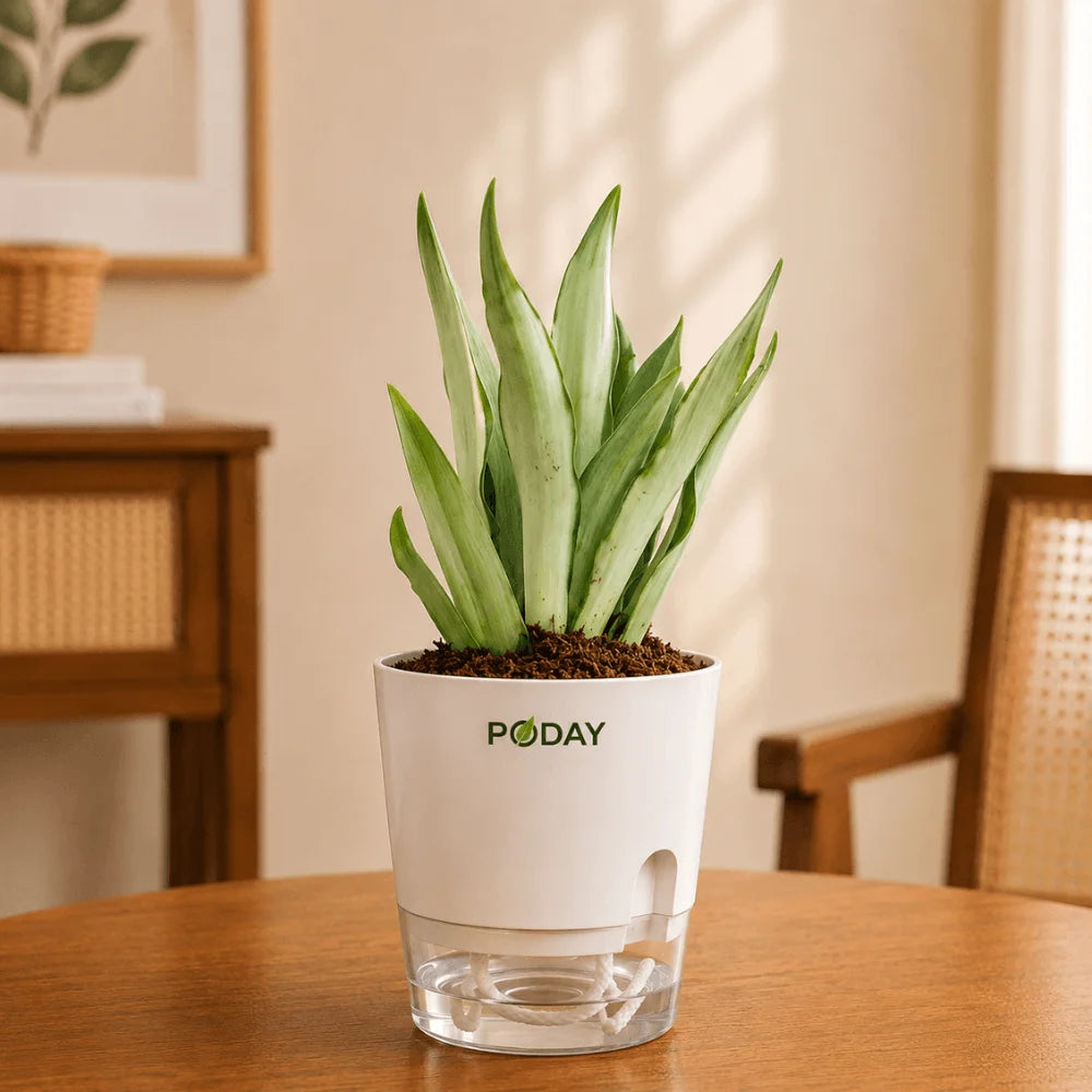 Agave plant in a self-watering pot available online in Pakistan from ApnaUgao