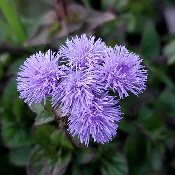 Ageratum Dondo Blue flower seeds producing vibrant blue blooms