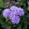 Ageratum Dondo Blue flower seeds producing vibrant blue blooms