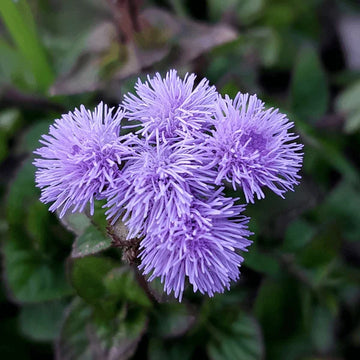 Ageratum Dondo Blue flower seeds producing vibrant blue blooms