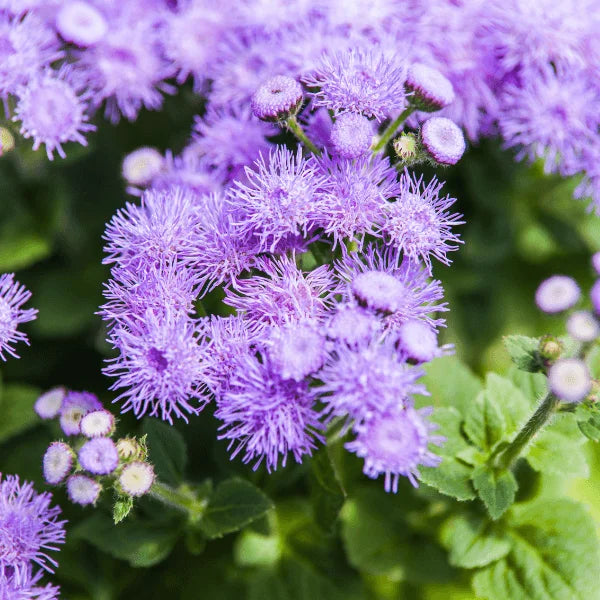 Ageratum Dondo Blue flower seeds producing vibrant blue blooms