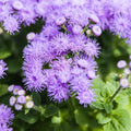Compact Ageratum Dondo Blue flowers growing flower seeds