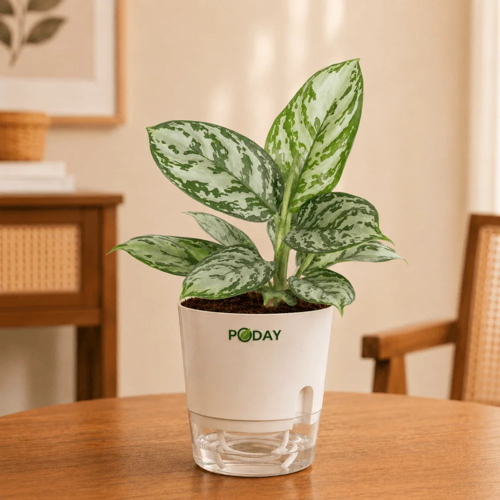 Aglaonema Silver Evergreen indoor plant in a self-watering pot available online in Pakistan from ApnaUgao