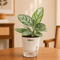 Aglaonema Silver Evergreen indoor plant in a self-watering pot available online in Pakistan from ApnaUgao
