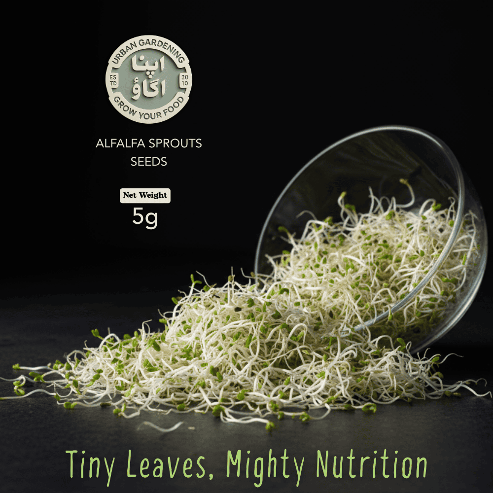 Alfalfa sprouts seeds available in Pakistan