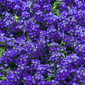 violet alyssum flower seeds available in Pakistan