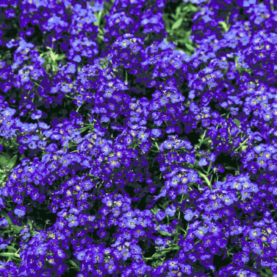 violet alyssum flower seeds available in Pakistan