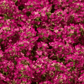 rose red alyssum flower seeda available in Pakistan