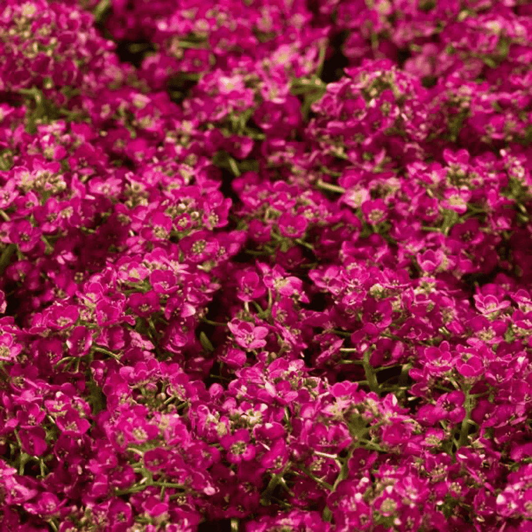 rose red alyssum flower seeda available in Pakistan