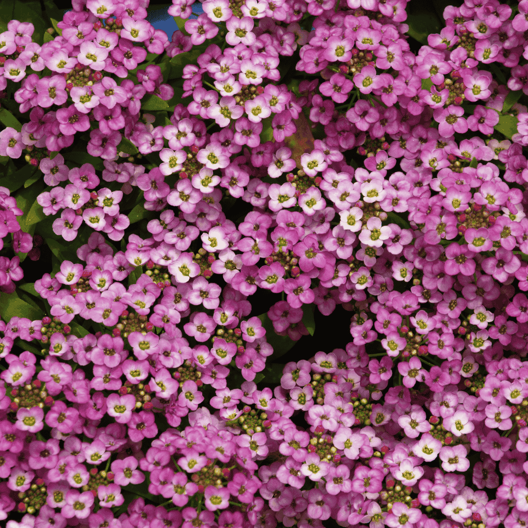Sweet Alyssum Bonnet Series Seeds - Apnaugao