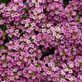 Close-up of alyssum deep pink and white flowers with green leaves