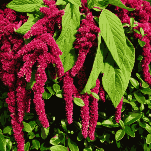 Amaranthus Foxtail Flower Seeds