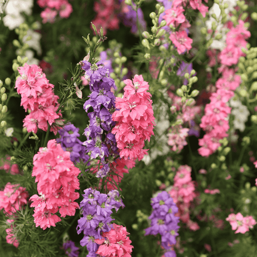 Snapdragon Double F1 Hybrid Mix Seeds