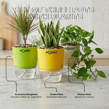 Set of Dracaena Marginata, Snake Plant and Money Plant in white self-watering pots for indoor home decor