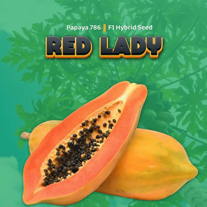papaya red lady seeds for growing at home