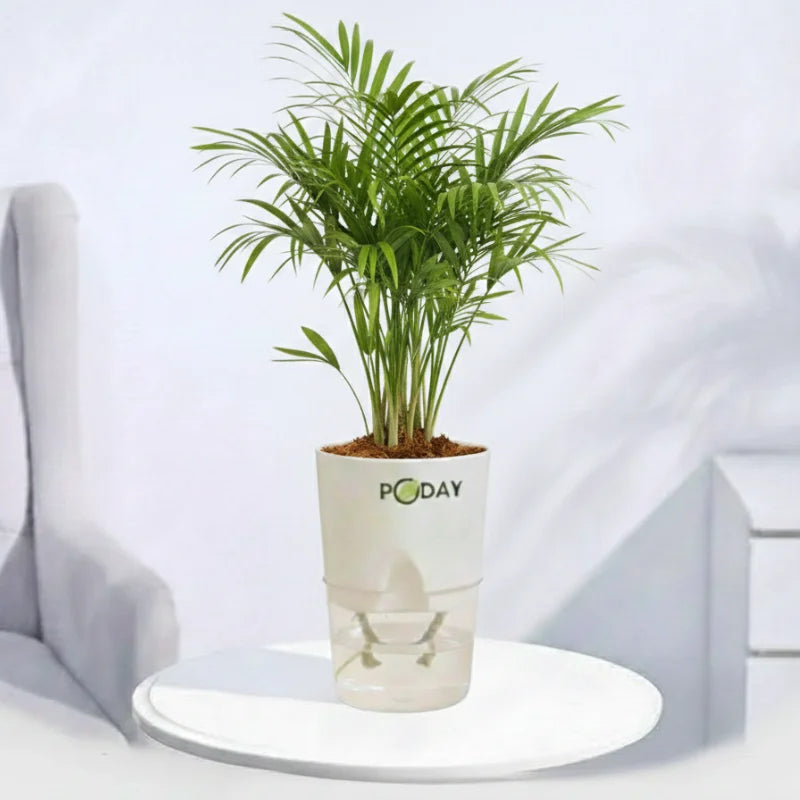 Areca Palm indoor plant in a self-watering pot available online in Pakistan from ApnaUgao