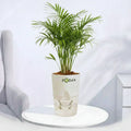 Areca Palm indoor plant in a self-watering pot available online in Pakistan from ApnaUgao