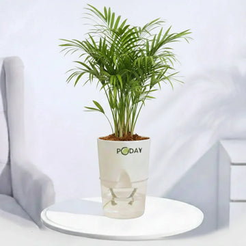 Areca Palm indoor plant in a self-watering pot available online in Pakistan from ApnaUgao
