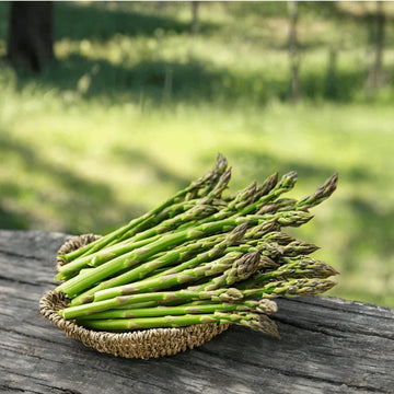 asparagus seed by apnaugao