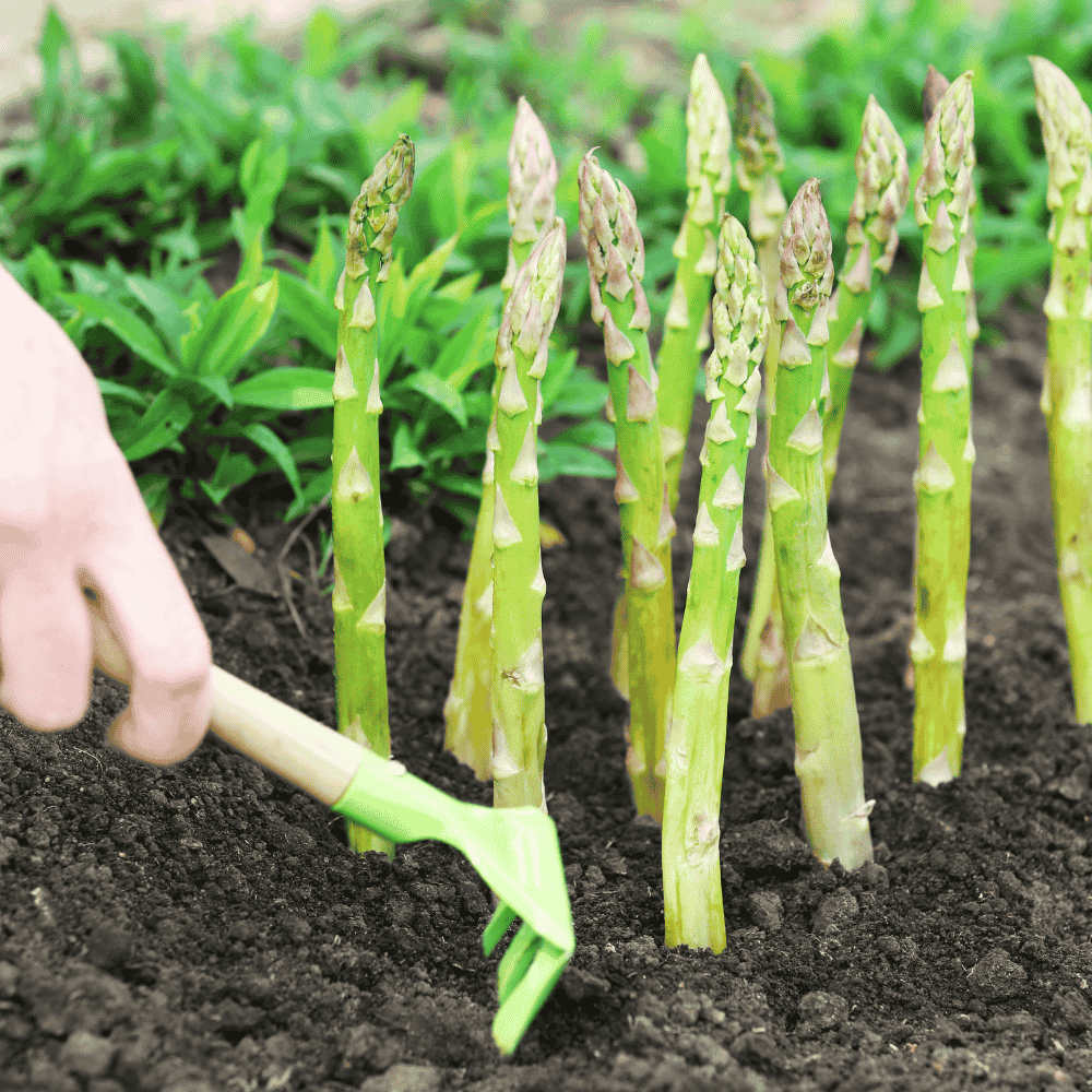 asparagus growing in home garden in Lahore