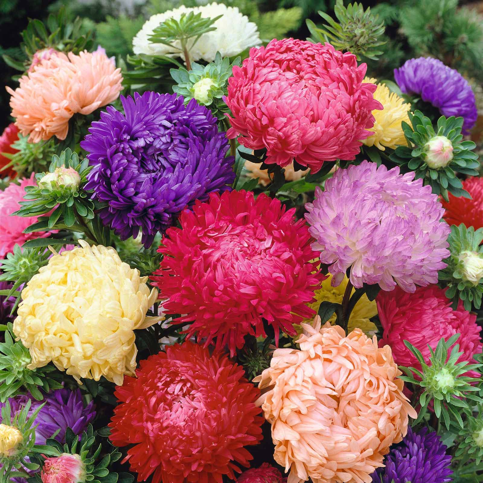 Peony Duchess Aster Mix flowers – aster seeds in Pakistan | Apnaugao