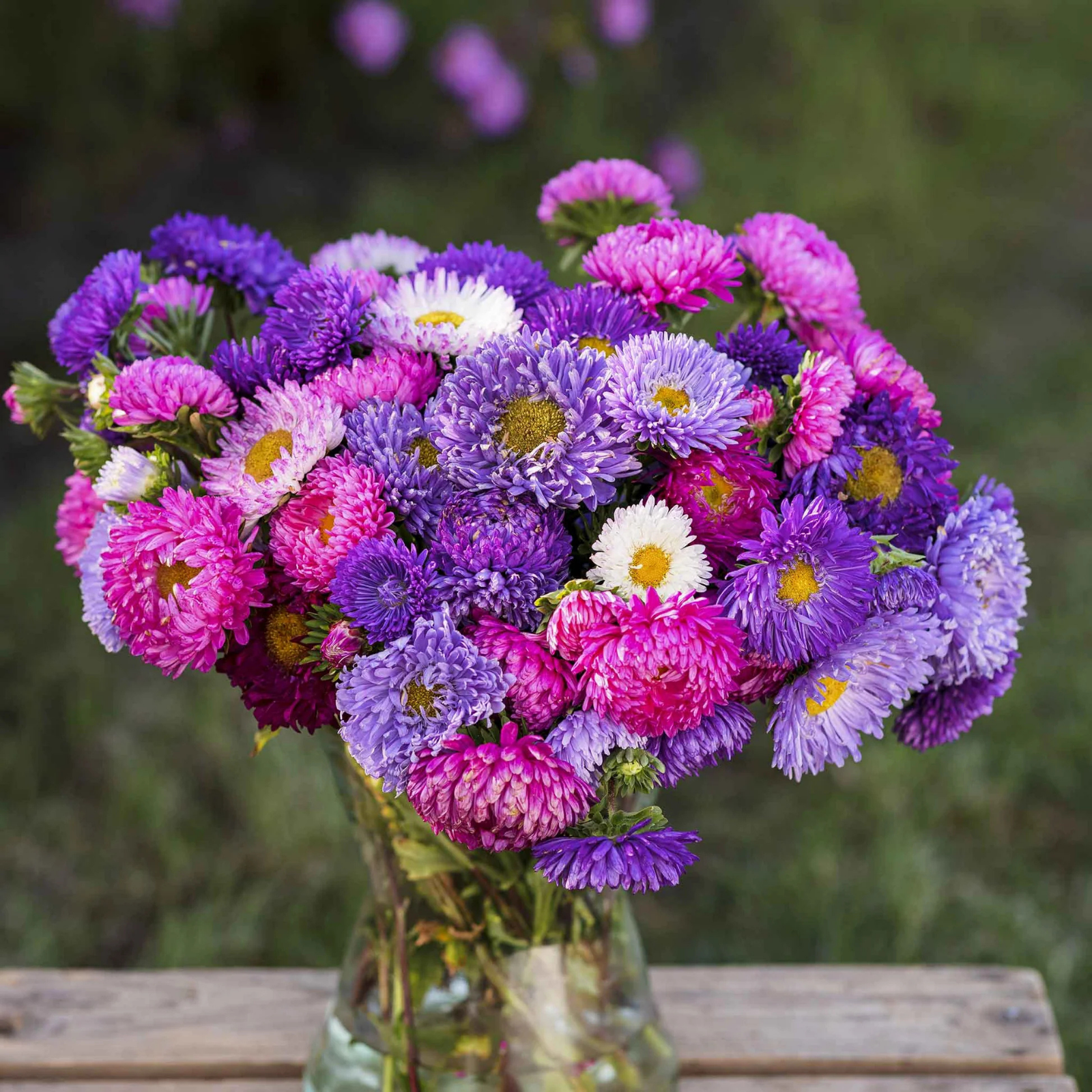 Peony Duchess Aster Mix flowers – aster seeds in Pakistan | Apnaugao