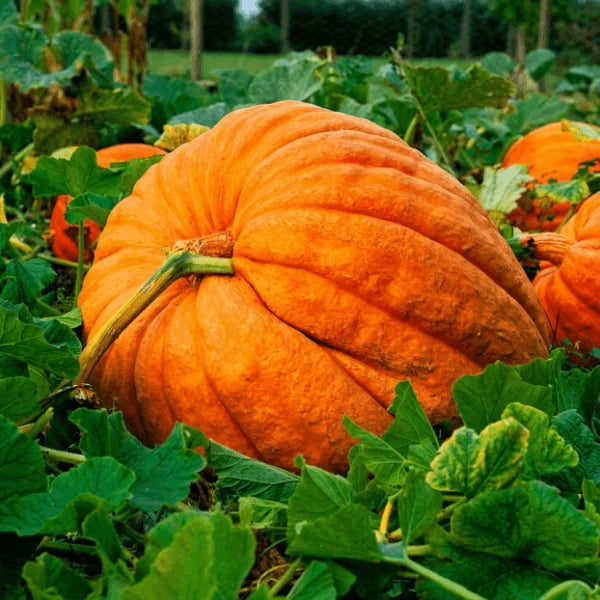 Atlantic Giant pumpkin seeds – world's largest heirloom pumpkin variety in Pakistan – ApnaUgao