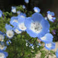 Baby Blue Eyes flowers growing in a colorful garden