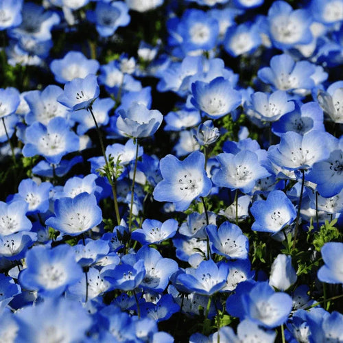 Baby Blue Eyes Flower Seeds – Delicate Sky Blue Blooms