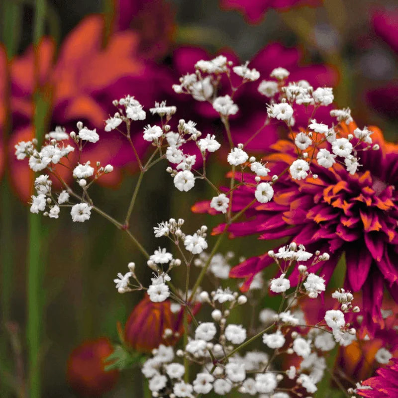 Baby's Breath Gypsophila flower seeds – airy white star blooms for cut flower fillers in Pakistani cool-season gardens – ApnaUgao