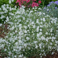 Baby's Breath is very affordable flower seeds to grow