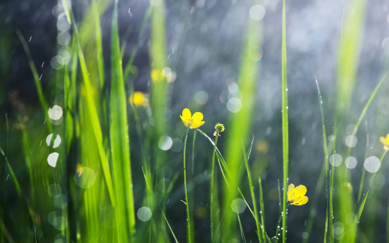 Baarish aaye, baghon mein bahaar chha jaaye
