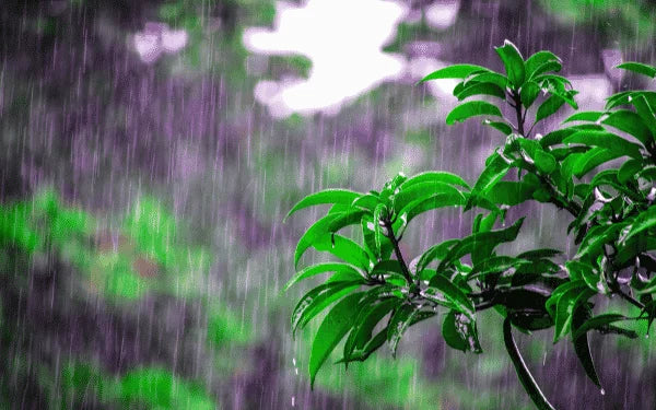 Baarish aaye,bagh khil jaaye