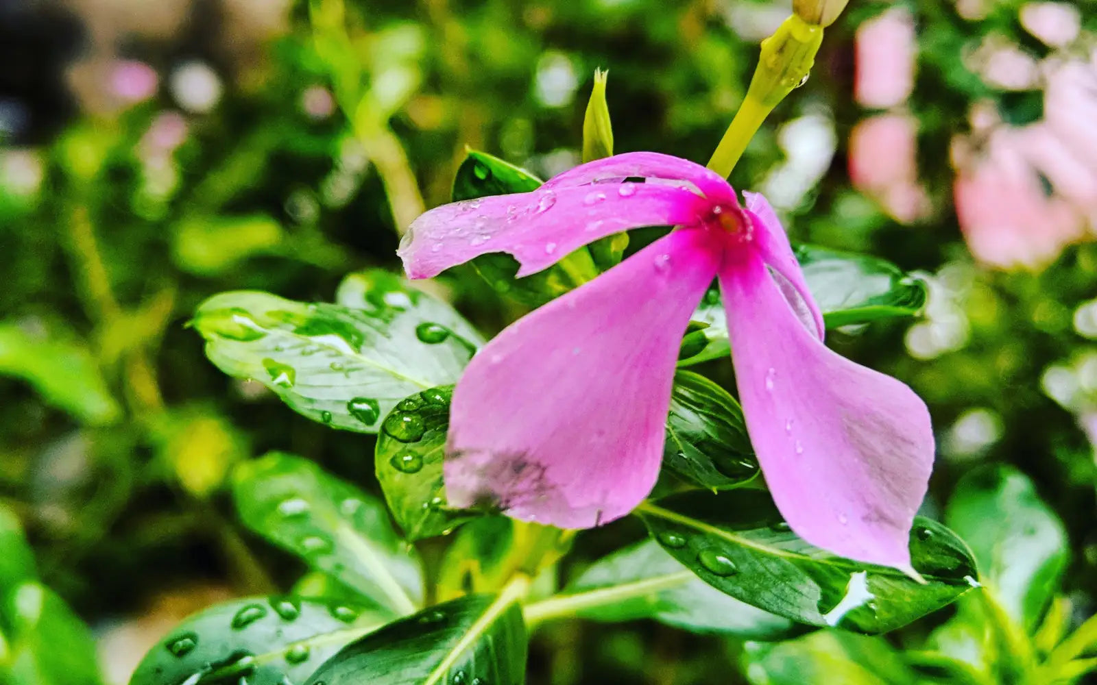 Baarish aaye, baghon mein bahaar chha jaaye