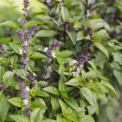 Organic Cinnamon Basil Seeds – Spicy-Sweet Aromatic Herb