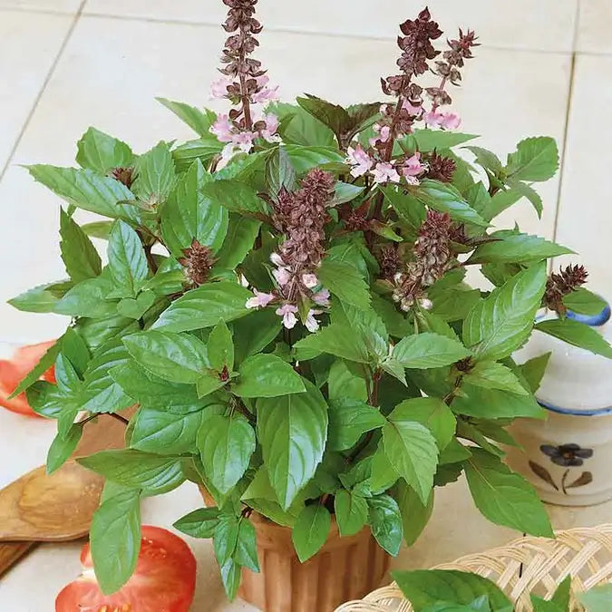 Organic Cinnamon Basil Seeds – Spicy-Sweet Aromatic Herb