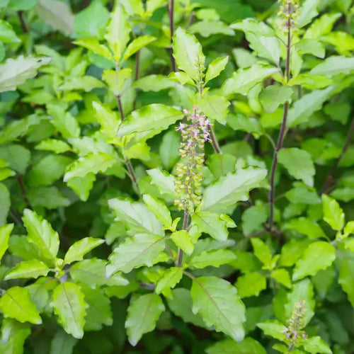 Thai Holy Basil (Tulsi) Herb Seeds – Sacred Aromatic Leaves