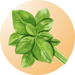 best italian basil seeds in Pakistan 