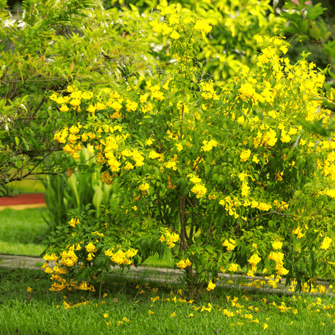 Tecoma Stans Tree Seeds - Bignonia Amarilla