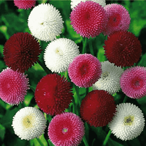 Bellis Daisy Flower Seeds Mix – Colorful English Daisy Blend