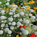 Bishop's Flower blooms – flower seeds in Pakistan | Apnaugao