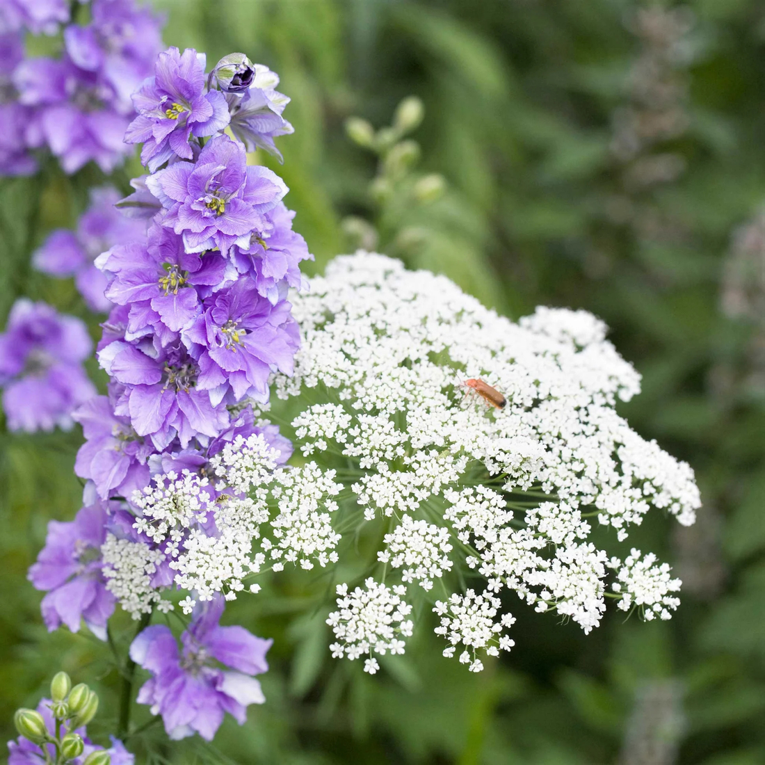 Bishop's Flower blooms – flower seeds in Pakistan | Apnaugao