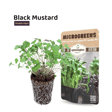 Black Mustard microgreens with a package labeled 'apnaagro' on a white background