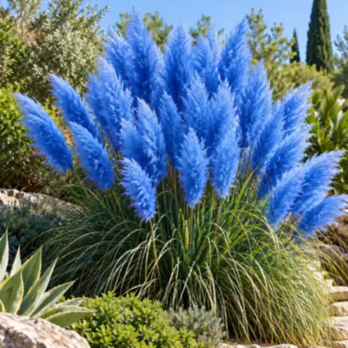 Blue Pampas Grass Seeds – Majestic Ornamental Plume Grass